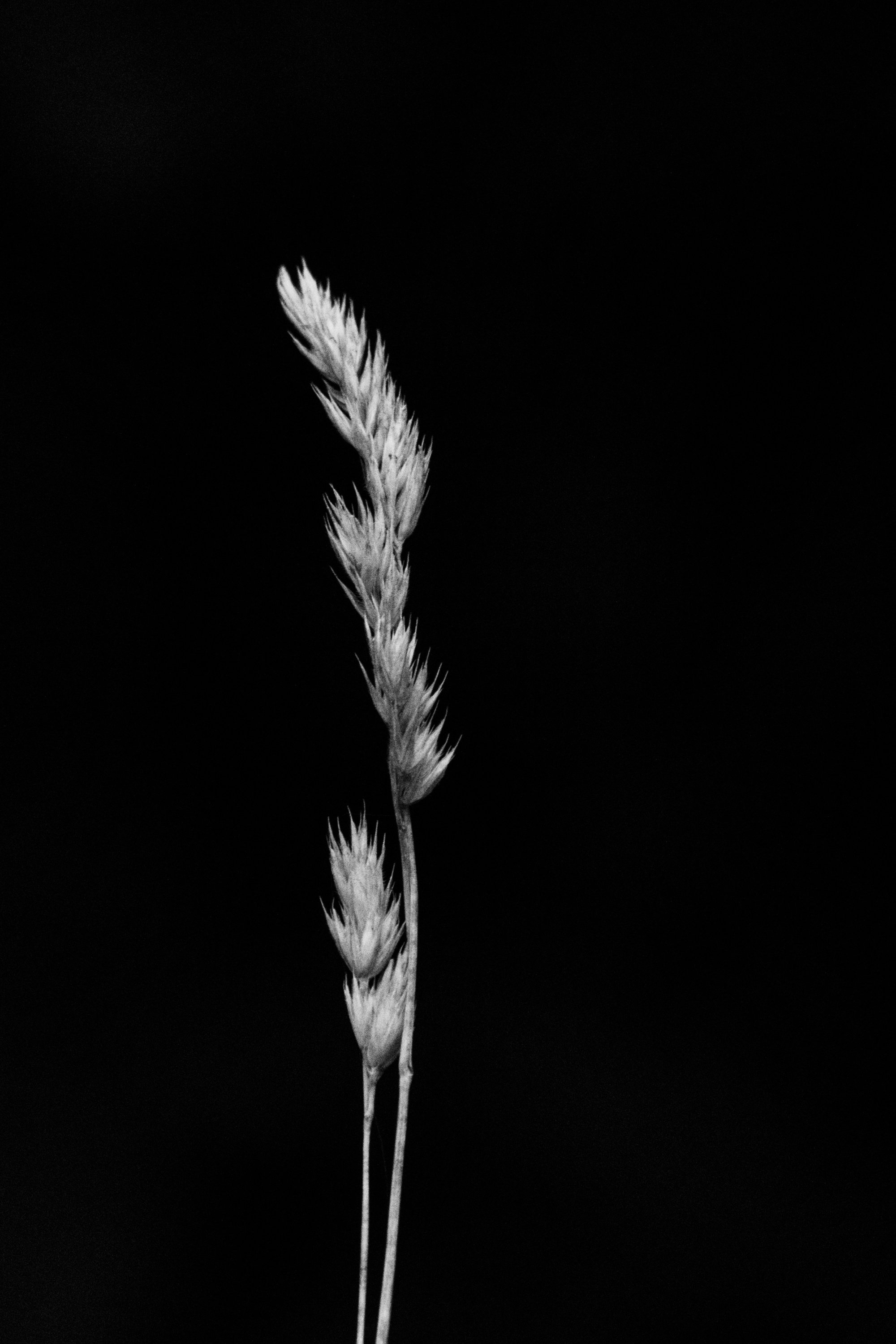 A Black and White Photo of Grass Flowers